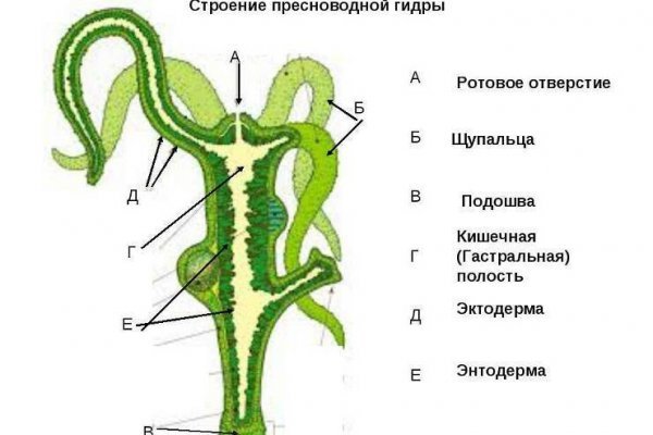 Кракен площадка даркнет