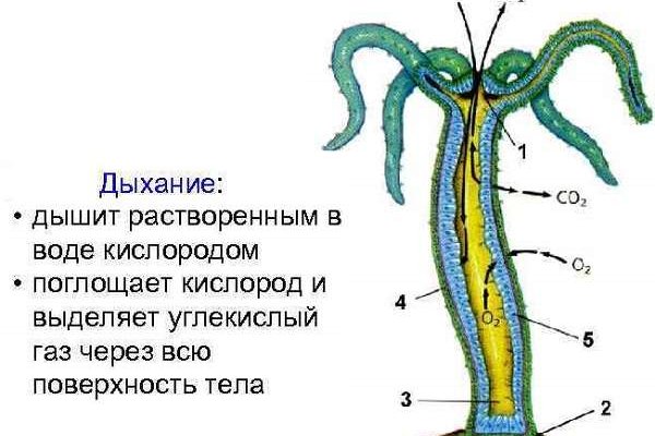 Кракен что можно купить